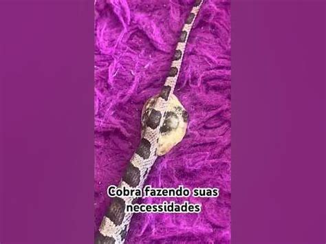 sexo com cobra|Zoofila Gostosa Fazendo Sexo Com Uma Cobra